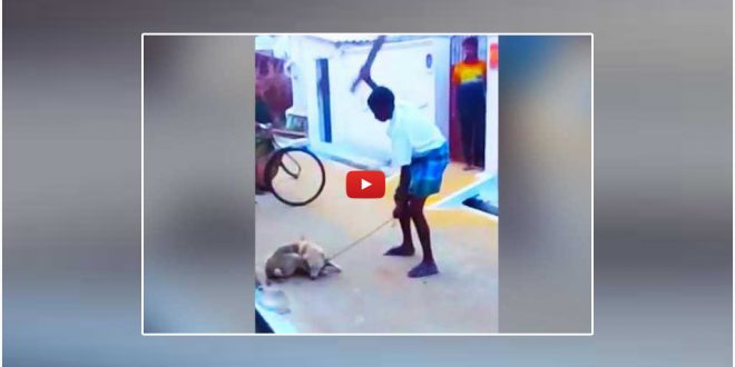 Man Beats Dog To Death