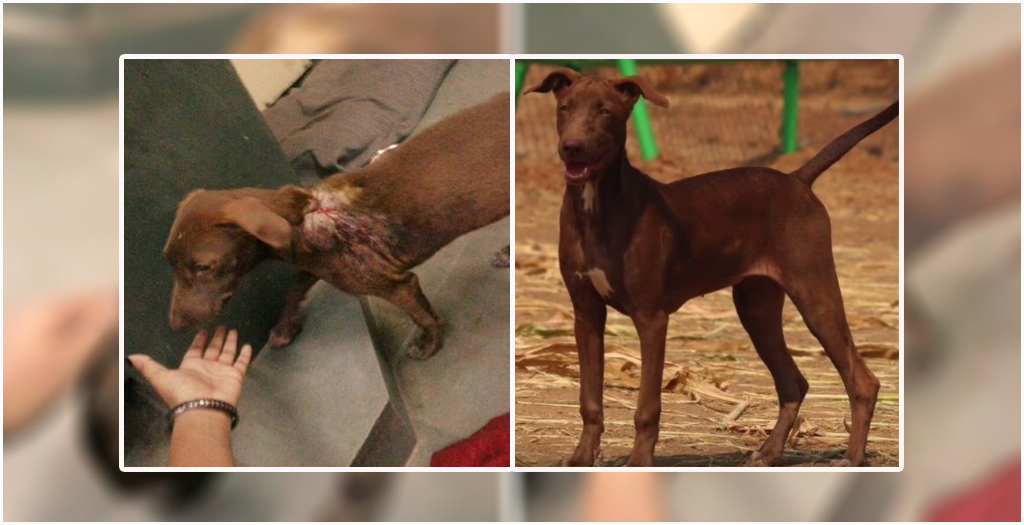 Rescued acid dog