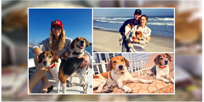 Trump family adopts rescued beagle
