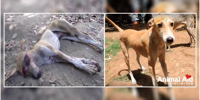 animal aid unlimed saved stray dog