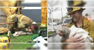 Firefighters Saved A Small Dog’s Life