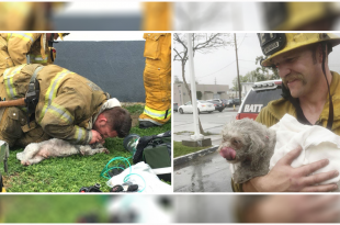 Firefighters Saved A Small Dog’s Life