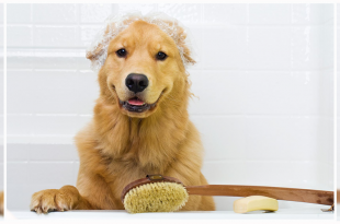 Clean your Dog