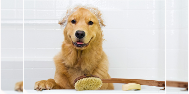 Clean your Dog