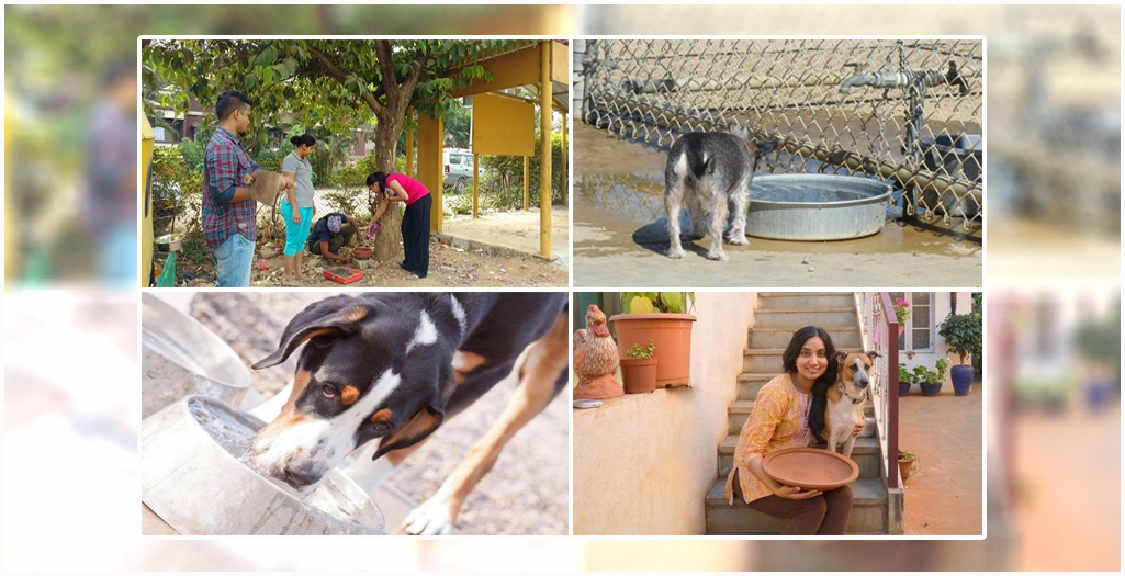 Pawsasia, A Non-Profit Organization In Mumbai, India | DogExpress