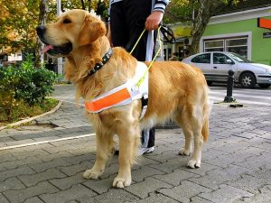 training-therapy-dog