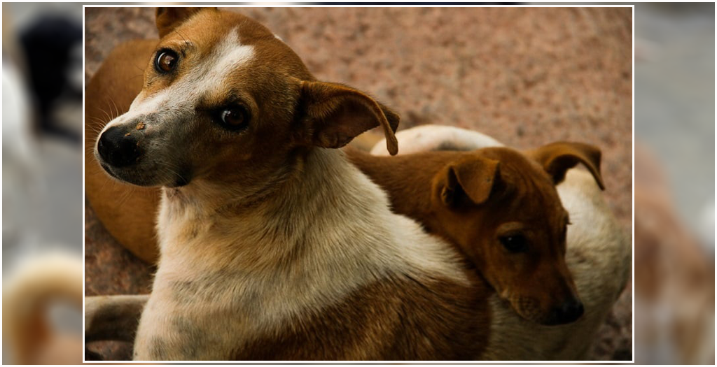 Adopt Stray Dogs
