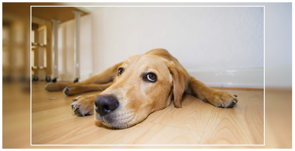 Dog Anxiety