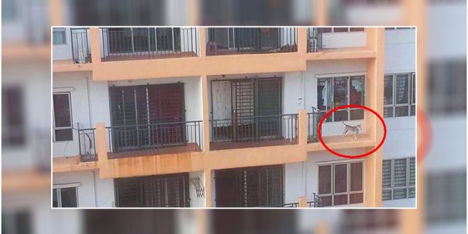 Dog in balcony