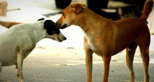 MC Schedule Multiple Vaccination Camps For Stray Dogs