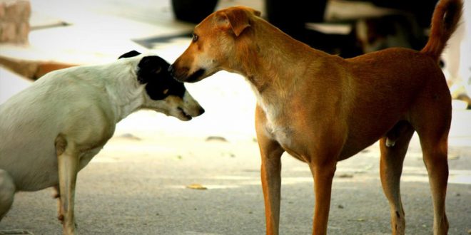 MC Schedule Multiple Vaccination Camps For Stray Dogs