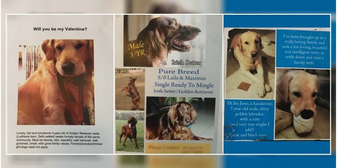Matrimonial Ads for Dogs