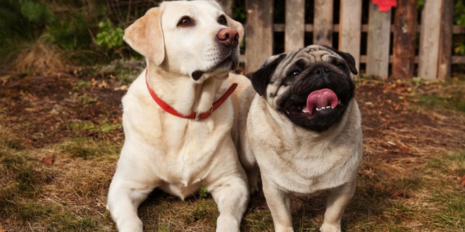 Pugs and Labrador Inbred
