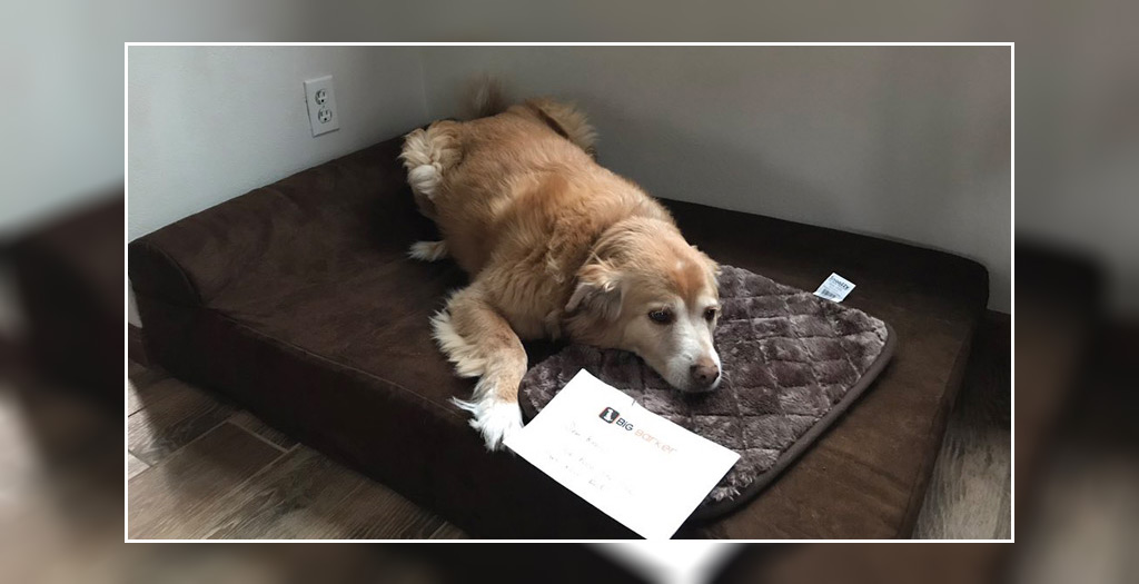 dog tiny bed