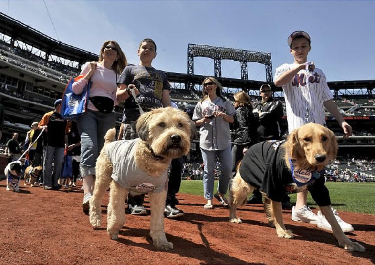 10 Activities To Do With Your Dog This Spring | DogExpress