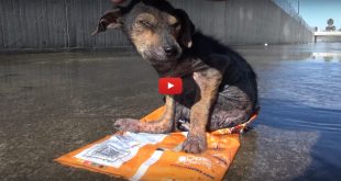 rescue stray dog