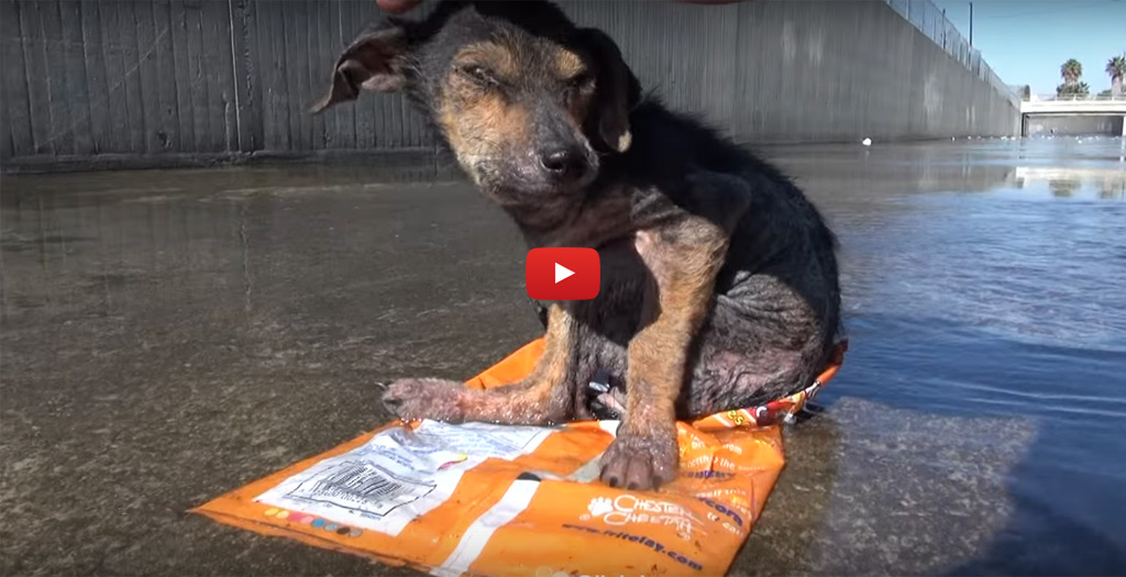 rescue stray dog