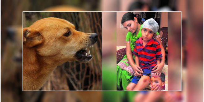 13 Dog Bite Cases Reported In Mohali In 2 Days Chandigarh DogExpress