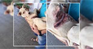 30 Dogs Allegedly Attack with Acid