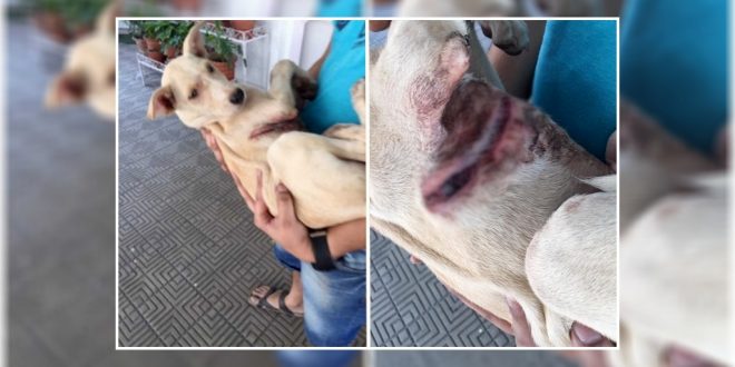 30 Dogs Allegedly Attack with Acid