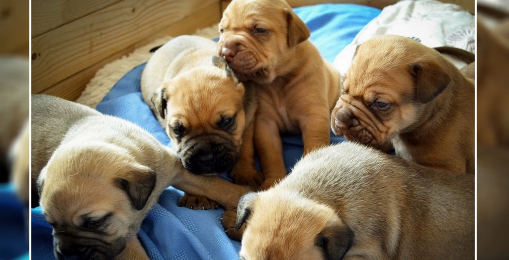 Dog breeding-1