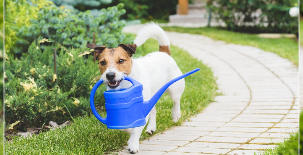 Dog friendly garden
