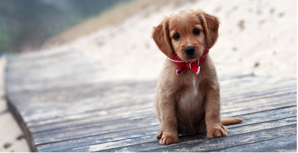 Adopt a Puppy