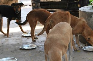 Stray Dog Feeding in India
