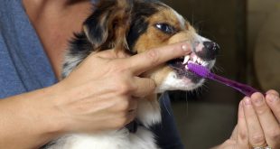 How to Remove Tartar From Your Dog's Mouth