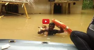 Indian Navy Saves Dogs From Sri Lankan Floods