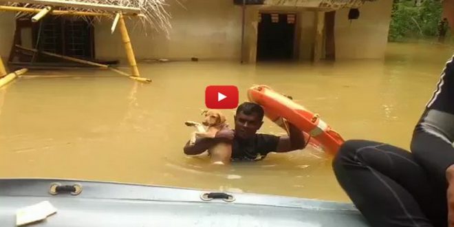 Indian Navy Saves Dogs From Sri Lankan Floods