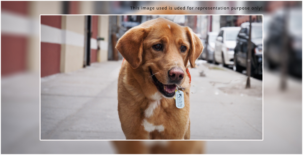 Dog News Stories