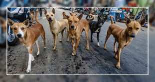 Panchkula Residents Demand Better Solution To Control Stray Dog Menace