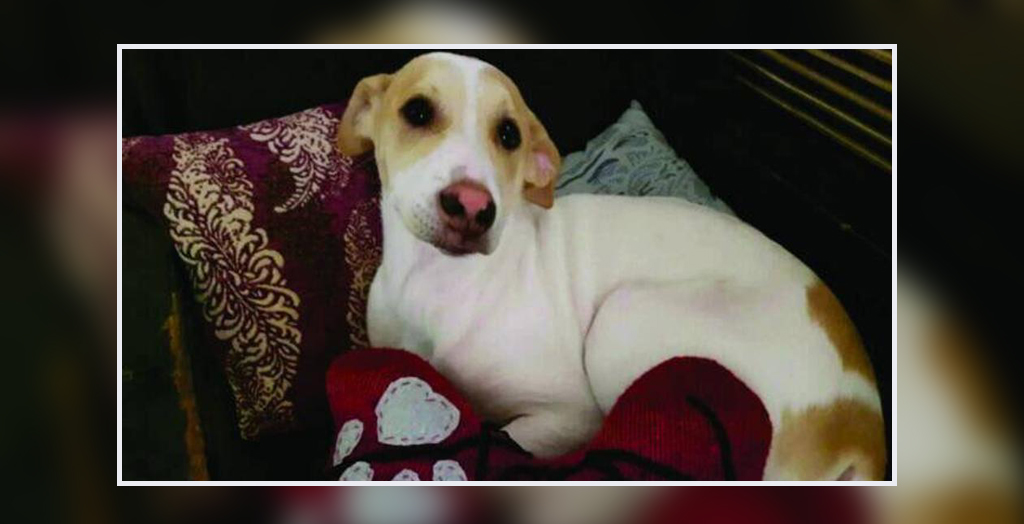 Dog News Stories