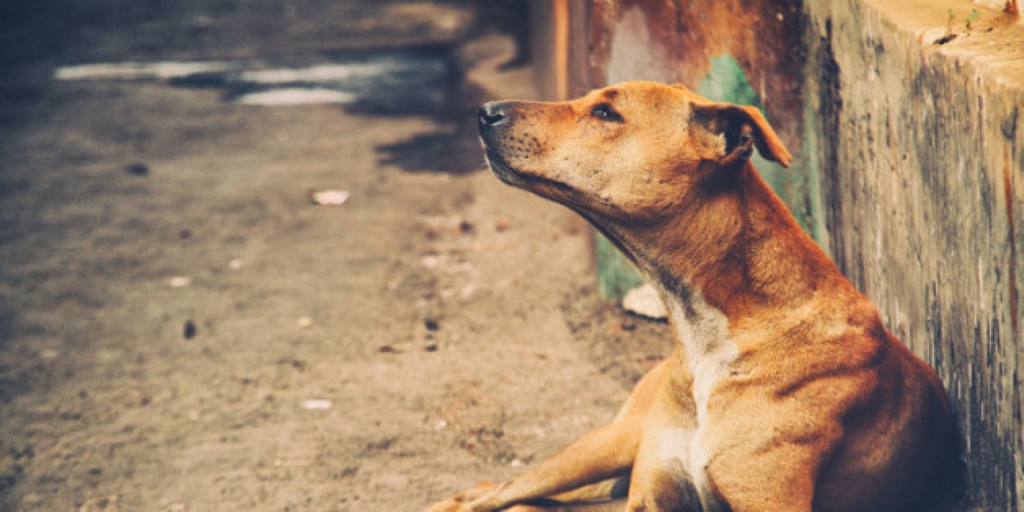Indian Dogs