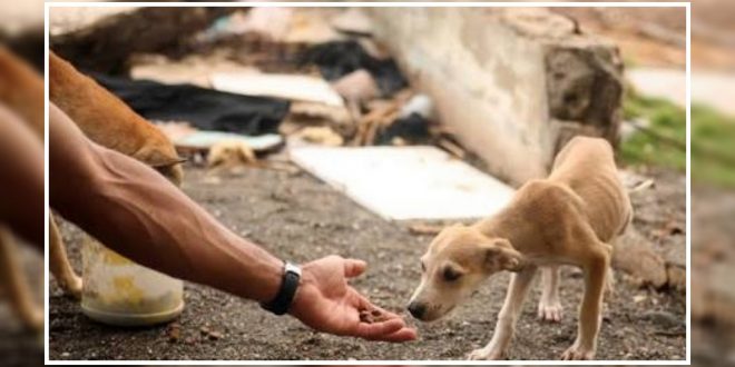 Stray Dogs Adoption in India