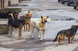 Indian Stray Dogs