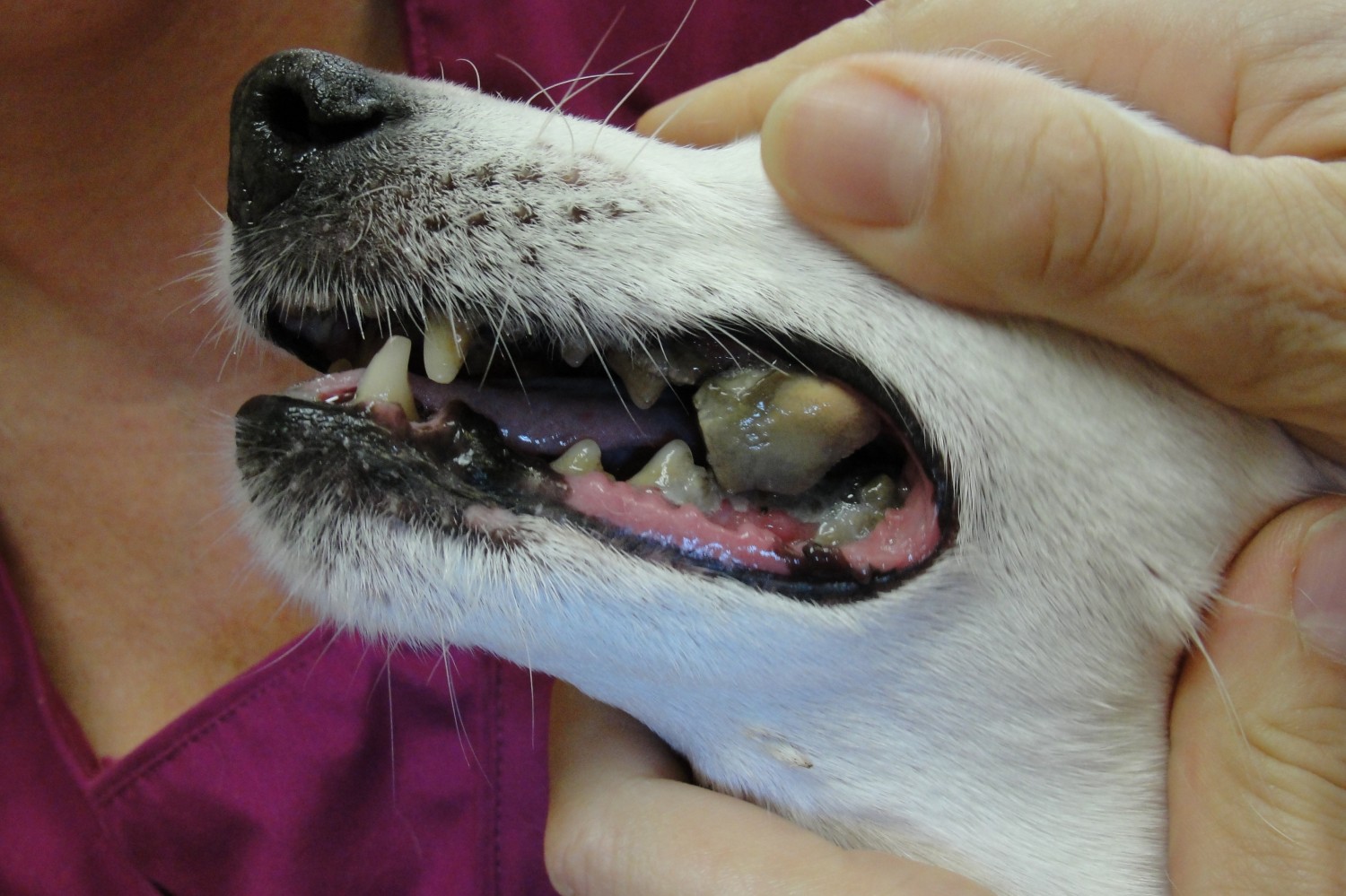 how to remove tartar buildup on dogs teeth