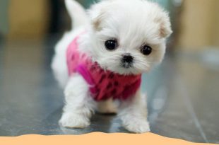 really really really cute puppies