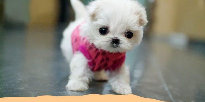 small and cute puppies