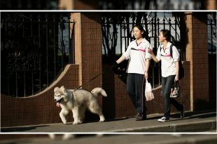 Chinese City Adopts One-Dog Policy