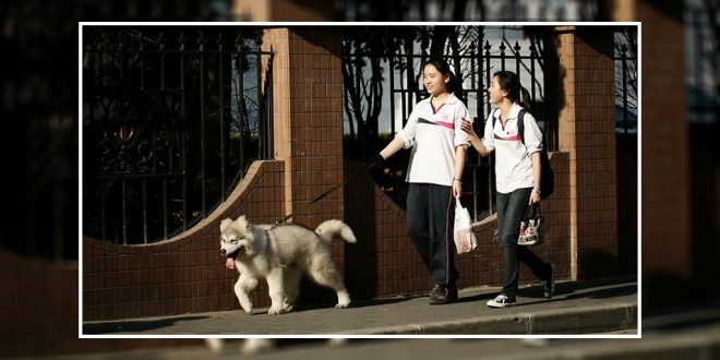 Chinese City Adopts One-Dog Policy