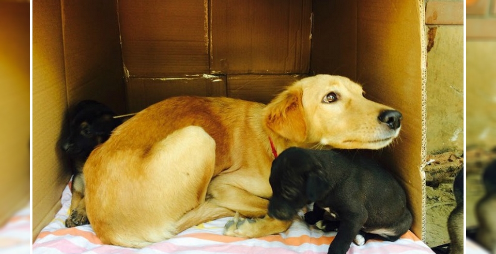 Sick Stray Dogs