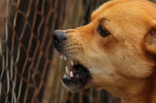 Dog bite rise in Mohali