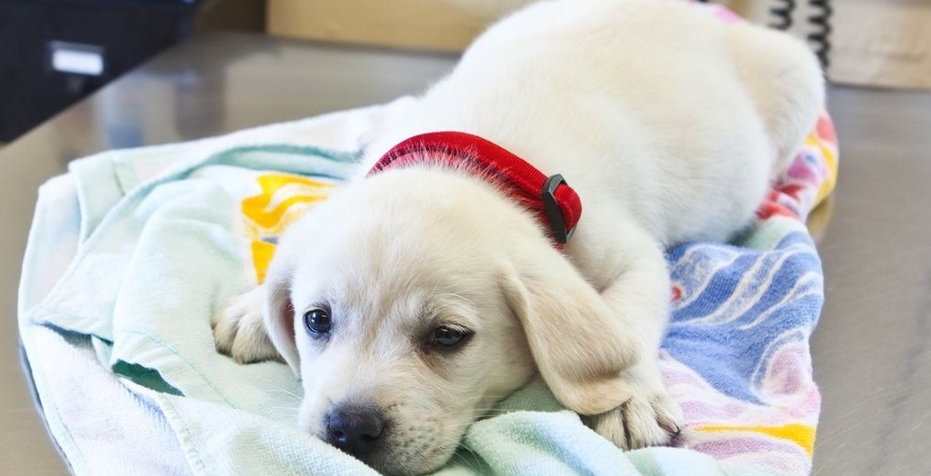 Dog flu