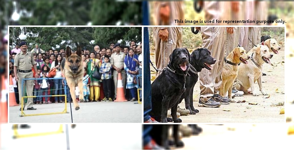 Dog show in