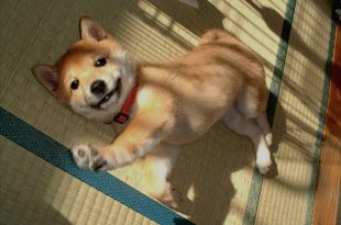 Dog yoga pose