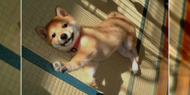 Dog yoga pose