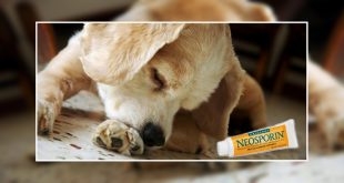Neosporin and dogs