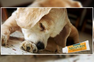 Neosporin and dogs